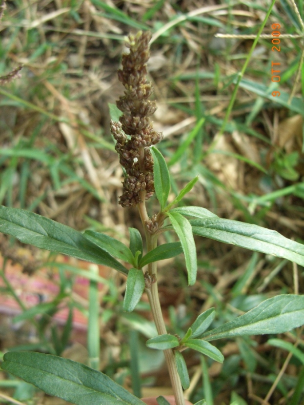 Amaranthus muricatus / Amaranto muricato